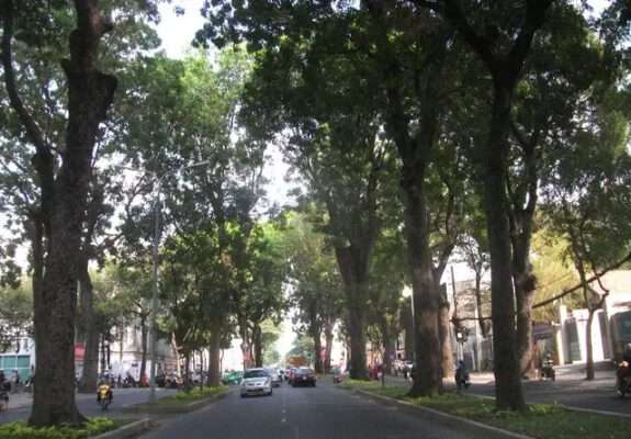 Những con đường rợp bóng cây xanh